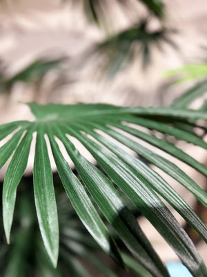 Palmeira Livistona Artificial - Terra | 180 cm