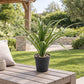 Künstliche Yucca - Basti | 35 cm