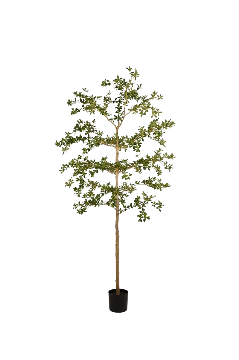 Künstlicher schwarzer Olivenbaum - Finja | 210 cm