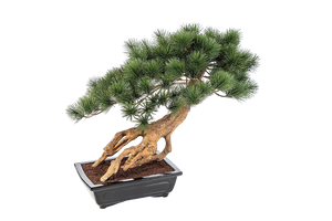 Künstlicher Bonsai - Sakura | 55 cm