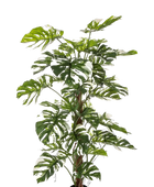 Hochwertige Monstera Kunstpflanze auf transparentem Hintergrund mit echt wirkenden Kunstblättern in natürlicher Anordnung. Künstliche Monstera - Albert hat die Farbe weiß/grün und hat eine Höhe von 160 cm | aplanta Kunstpflanzen