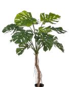 Hochwertige Monstera Kunstpflanze auf transparentem Hintergrund mit echt wirkenden Kunstblättern in natürlicher Anordnung. Künstliche Philodendron Monstera - Dean hat die Farbe Grün und hat eine Höhe von 130 cm | aplanta Kunstpflanzen