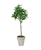 Künstlicher Kaffeebaum - Albus auf transparentem Hintergrund mit echt wirkenden Kunstblättern in natürlicher Anordnung. Künstlicher Kaffeebaum - Albus hat die Farbe Grün und ist 150 cm hoch. | aplanta Kunstpflanzen