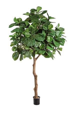 Künstliche Geigenfeige - Nele | 360 cm