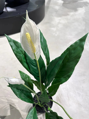 Künstliche Spathiphyllum - Odysseus | 60 cm