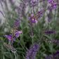 Künstlicher Lavendel - Thorfinn, 60 cm, Kunstblume von aplanta, inkl. Dekotopf, in grauer Schale, in Lavender, für drinnen