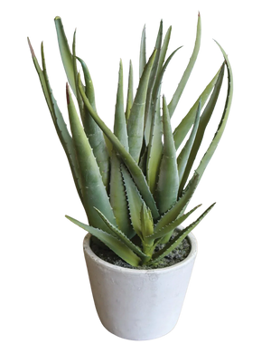 Künstliche Aloe - Klaus | 40 cm