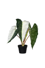 Künstliche Alocasia albino - Heino auf transparentem Hintergrund mit echt wirkenden Kunstblättern in natürlicher Anordnung. Künstliche Alocasia albino - Heino hat die Farbe Natur und ist 68 cm hoch. | aplanta Kunstpflanzen