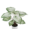 Künstliche Caladium - Noelia, 53 cm, Kunstpflanze von aplanta, inkl. Dekotopf, in Grün, für drinnen