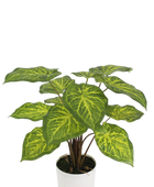 Künstliche Caladium - Lima | 62 cm