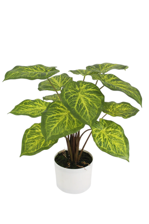 Künstliche Caladium - Lima | 62 cm