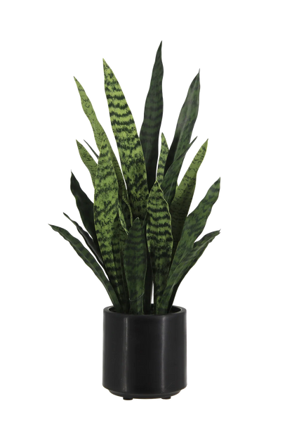 Künstlicher Bogenhanf - Leandro | 75 cm