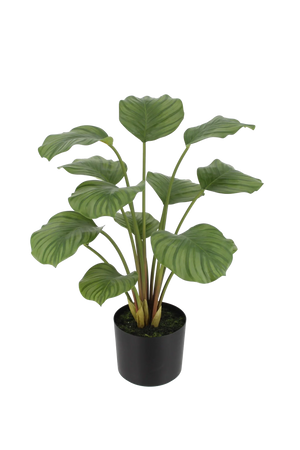 Künstliche Calathea - Catalina | 63 cm