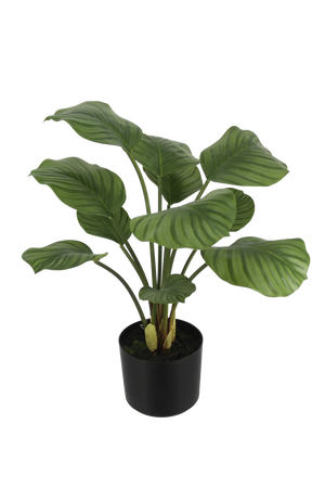 Künstliche Calathea - Jamila | 58 cm