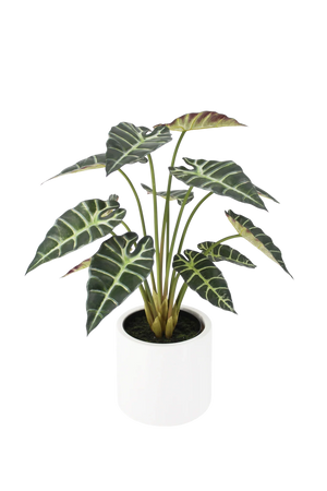 Künstliche Alocasia - Tamika | 70 cm