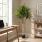 Künstliche Dracaena - Elianor, 180 cm, Kunstbaum von aplanta, mit Echtholzstamm, in Grün, für drinnen