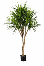 Künstliche Dracaena - Elianor, 180 cm, Kunstbaum von aplanta, mit Echtholzstamm, in Grün, für drinnen