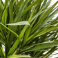 Künstliche Dracaena - Elianor, 180 cm, Kunstbaum von aplanta, mit Echtholzstamm, in Grün, für drinnen