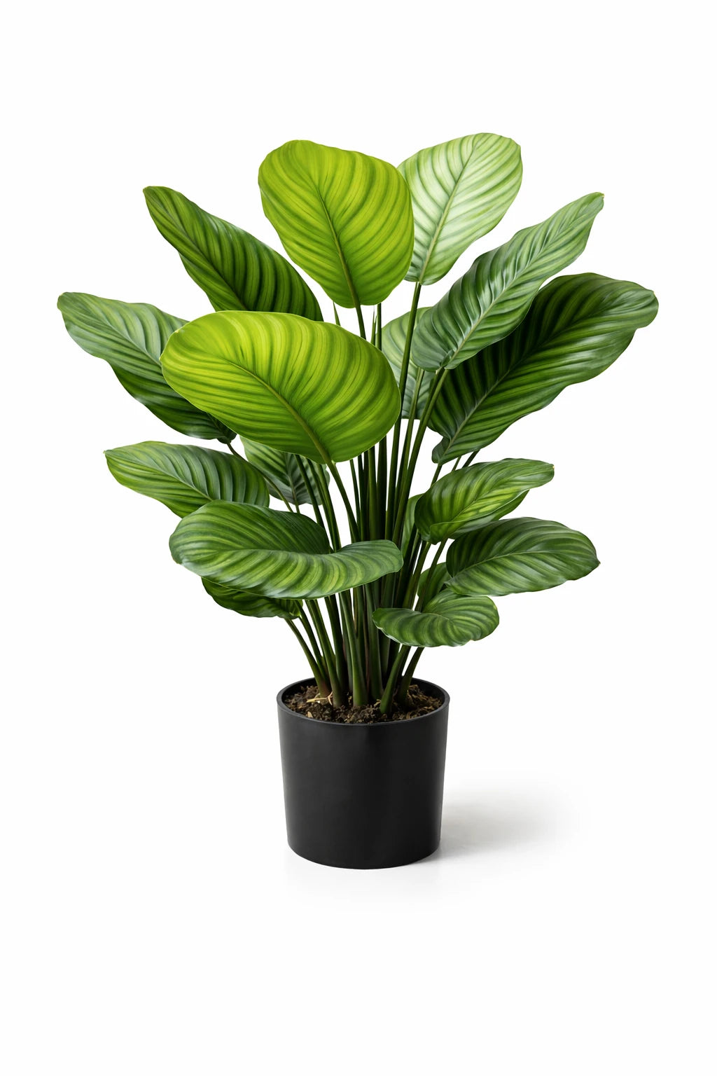 Künstliche Calathea – Norelia | 80 cm