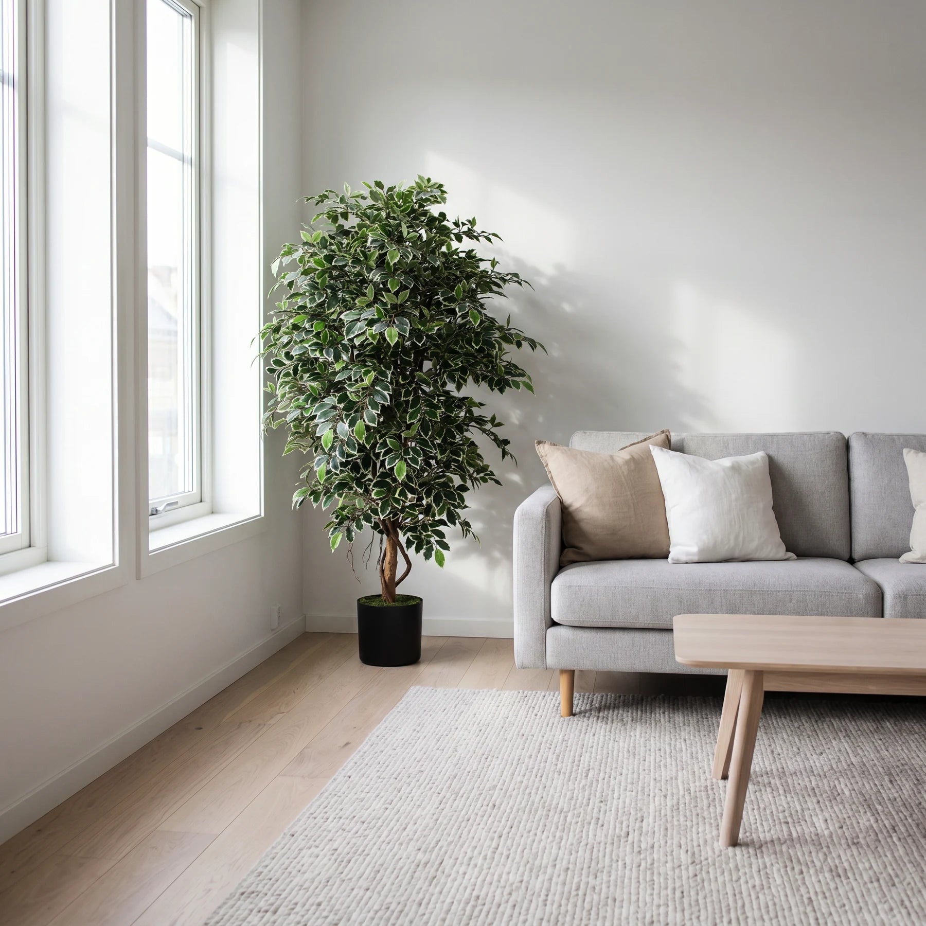 Künstlicher Ficus Retusa - Lysandros, 180 cm, Kunstbaum von aplanta, mit Echtholzstamm, inkl. Startertopf, in Natur