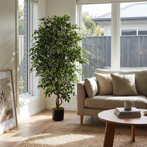 Künstlicher Ficus Retusa - Lysandros, 180 cm, Kunstbaum von aplanta, mit Echtholzstamm, inkl. Startertopf, in Natur