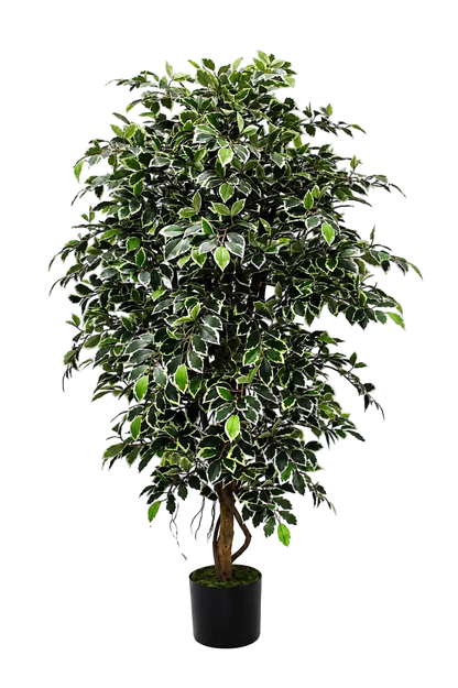 Künstlicher Ficus Retusa - Lysandros, 180 cm, Kunstbaum von aplanta, mit Echtholzstamm, inkl. Startertopf, in Natur