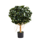Künstlicher Ficus Panda - Tiberia, 70 cm, Kunstbaum von aplanta, mit Echtholzstamm, inkl. Startertopf, in Grün, für drinnen