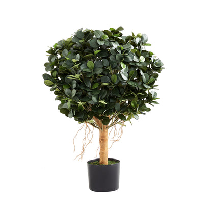 Künstlicher Ficus Panda - Tiberia, 70 cm, Kunstbaum von aplanta, mit Echtholzstamm, inkl. Startertopf, in Grün, für drinnen