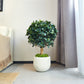 Künstlicher Ficus Panda - Tiberia, 70 cm, Kunstbaum von aplanta, mit Echtholzstamm, inkl. Startertopf, in Grün, für drinnen