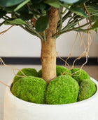 Künstlicher Ficus Panda – Tiberia | 70 cm