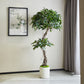 Künstlicher Ficus - Seraphius, 180 cm, Kunstbaum von aplanta, mit Echtholzstamm, inkl. Startertopf, in Grün, für drinnen