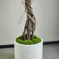 Künstlicher Ficus - Seraphius, 180 cm, Kunstbaum von aplanta, mit Echtholzstamm, inkl. Startertopf, in Grün, für drinnen
