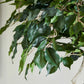 Künstlicher Ficus - Seraphius, 180 cm, Kunstbaum von aplanta, mit Echtholzstamm, inkl. Startertopf, in Grün, für drinnen