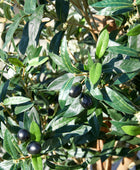 Künstlicher Olivenbaum – Callistus | 140 cm