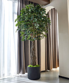 Künstlicher Ficus – Amadior | 210 cm