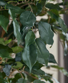 Künstlicher Ficus – Amadior | 210 cm