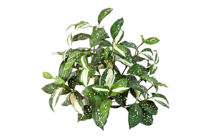 Künstliche Cordyline - Lisa auf transparentem Hintergrund mit echt wirkenden Kunstblättern in natürlicher Anordnung. Künstliche Cordyline - Lisa hat die Farbe Natur | aplanta Kunstpflanzen