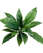 Künstliche Cordyline - Phil auf transparentem Hintergrund mit echt wirkenden Kunstblättern in natürlicher Anordnung. Künstliche Cordyline - Phil hat die Farbe Natur und ist 30 cm hoch. | aplanta Kunstpflanzen