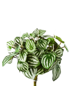 Künstliche Peperomia - Melon auf transparentem Hintergrund mit echt wirkenden Kunstblättern in natürlicher Anordnung. Künstliche Peperomia - Melon hat die Farbe Natur | aplanta Kunstpflanzen