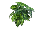 Künstliche Syngonium - Kalle, 45 cm, Kunstpflanze von aplanta, Steckpflanze, in Natur, für drinnen