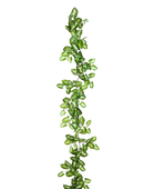 Hochwertige künstliche Hängepflanze auf transparentem Hintergrund mit echt wirkenden Kunstblättern in natürlicher Anordnung. Künstliche Nephthytis Girlande - Annabell hat die Farbe Natur und ist 180 cm hoch. | aplanta Kunstpflanzen