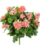 Hochwertige Kunstpflanze Geranie auf transparentem Hintergrund mit echt wirkenden Kunstblättern in natürlicher Anordnung. Künstliche Geranie - Adrian hat die Farbe Natur und ist 35 cm hoch. | aplanta Kunstpflanzen