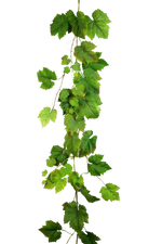 Künstliche Weinreben Girlande - Bela, 180 cm, Kunstpflanze von aplanta, Steckpflanze, in Natur, für drinnen