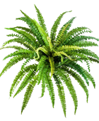 Künstlicher Frauenfarn - Bryan auf transparentem Hintergrund mit echt wirkenden Kunstblättern in natürlicher Anordnung. Künstlicher Frauenfarn - Bryan hat die Farbe Natur und ist 70 cm hoch. | aplanta Kunstpflanzen