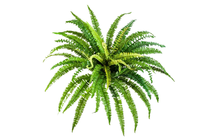 Künstlicher Frauenfarn - Bryan auf transparentem Hintergrund mit echt wirkenden Kunstblättern in natürlicher Anordnung. Künstlicher Frauenfarn - Bryan hat die Farbe Natur und ist 70 cm hoch. | aplanta Kunstpflanzen