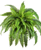 Künstlicher Schwertfarn - Carla auf transparentem Hintergrund mit echt wirkenden Kunstblättern in natürlicher Anordnung. Künstlicher Schwertfarn - Carla hat die Farbe Natur und ist 60 cm hoch. | aplanta Kunstpflanzen