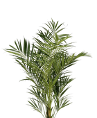 Hochwertige Kunstpalme auf transparentem Hintergrund mit echt wirkenden Kunstblättern in natürlicher Anordnung. Künstliche Kentia Palme - Cecilia hat die Farbe Natur und ist 225 cm hoch. | aplanta Kunstpflanzen