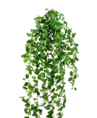 Hochwertige künstliche Hängepflanze auf transparentem Hintergrund mit echt wirkenden Kunstblättern in natürlicher Anordnung. Künstliche Hänge-Fittonia - Freya hat die Farbe Natur und ist 85 cm hoch. | aplanta Kunstpflanzen