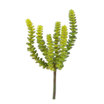 Künstliche Crassula - Hedi | 17 cm auf transparentem Hintergrund mit echt wirkenden Kunstblättern in natürlicher Anordnung. | aplanta Kunstpflanzen