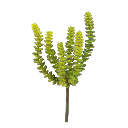 Künstliche Crassula - Hedi | 17 cm auf transparentem Hintergrund mit echt wirkenden Kunstblättern in natürlicher Anordnung. | aplanta Kunstpflanzen